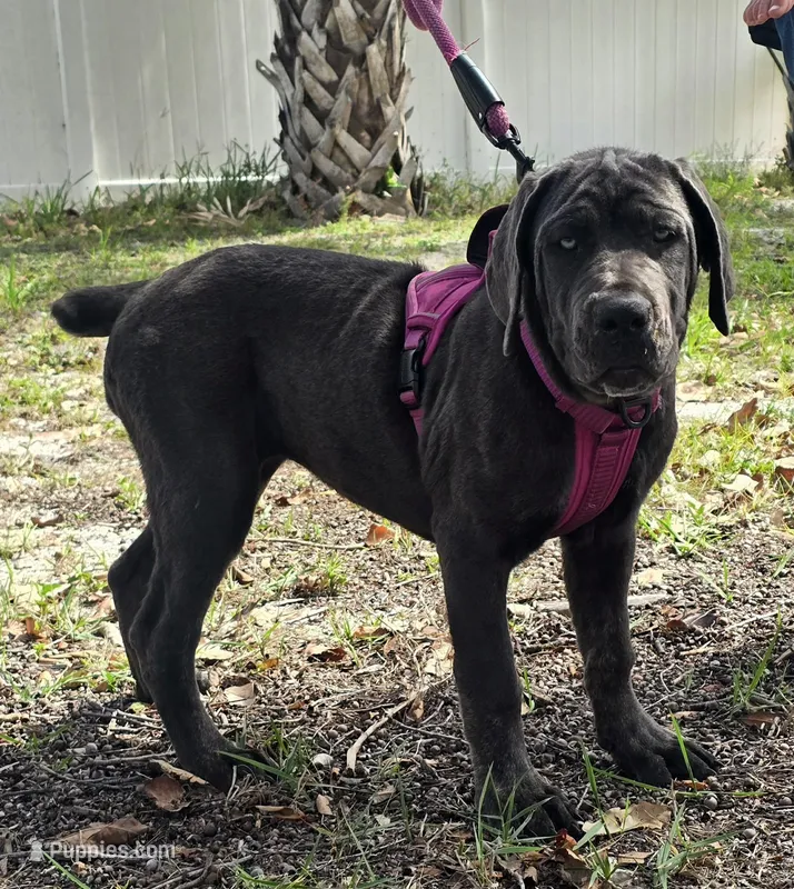 Sophie – Cane Corso puppy for sale in Hobe Sound, FL