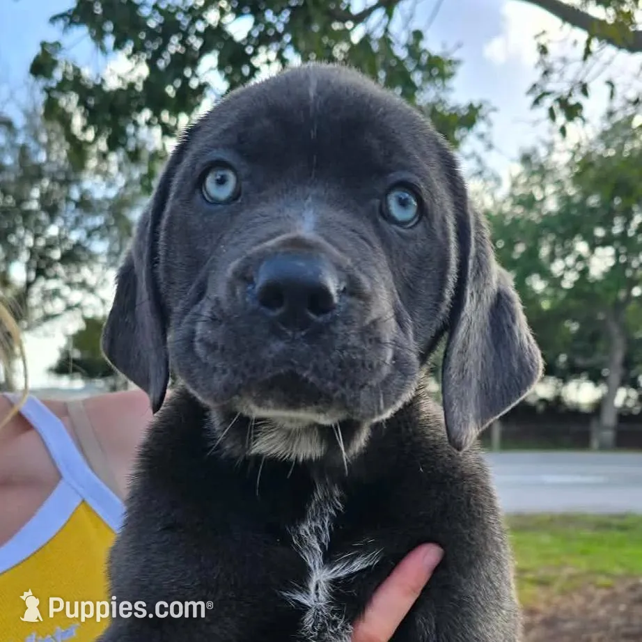 Stella – Cane Corso puppy for sale in Massillon, OH