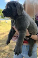 Stella, a female Cane Corso for sale in Massillon, OH – Photo 2 of 8