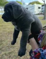 Stella, a female Cane Corso for sale in Massillon, OH – Photo 5 of 8