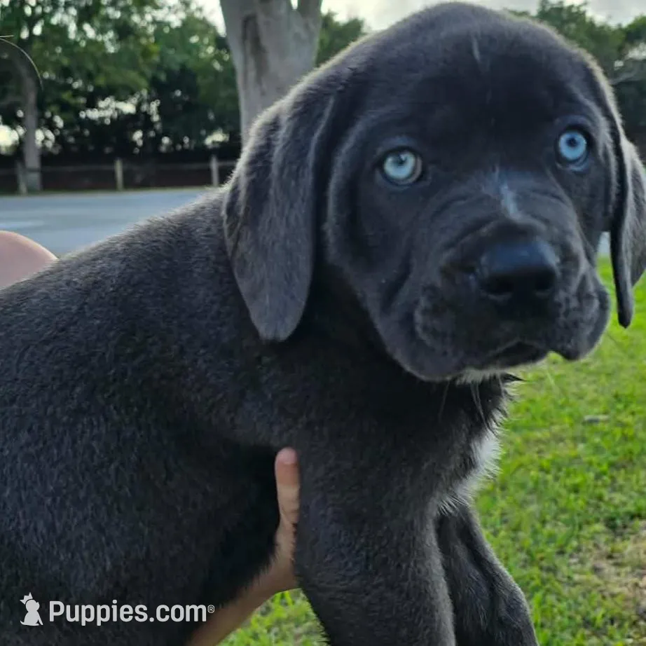 Stella, a female Cane Corso for sale in Lake Worth, FL – Photo 2 of 5