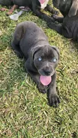 Stella, a female Cane Corso for sale in Lake Worth, FL – Photo 3 of 5