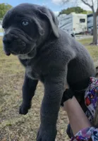 Stella, a female Cane Corso for sale in Massillon, OH – Photo 3 of 8
