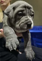 Stella, a female Cane Corso for sale in Massillon, OH – Photo 6 of 8