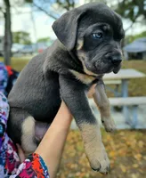 Minnie, a female Cane Corso for sale in Massillon, OH – Photo 2 of 7