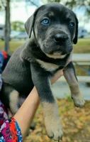 Minnie, a female Cane Corso for sale in Massillon, OH – Photo 1 of 7