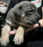 Minnie, a female Cane Corso for sale in Massillon, OH – Photo 5 of 7
