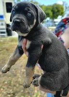 Minnie, a female Cane Corso for sale in Massillon, OH – Photo 3 of 7