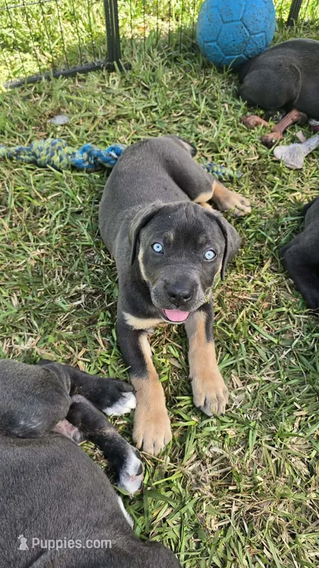 Minnie – Cane Corso puppy for sale in Massillon, OH