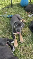 Minnie, a female Cane Corso for sale in Lake Worth, FL – Photo 1 of 9