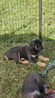 Minnie, a female Cane Corso for sale in Lake Worth, FL – Photo 2 of 9