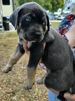 Minnie, a female Cane Corso for sale in Massillon, OH – Photo 4 of 7