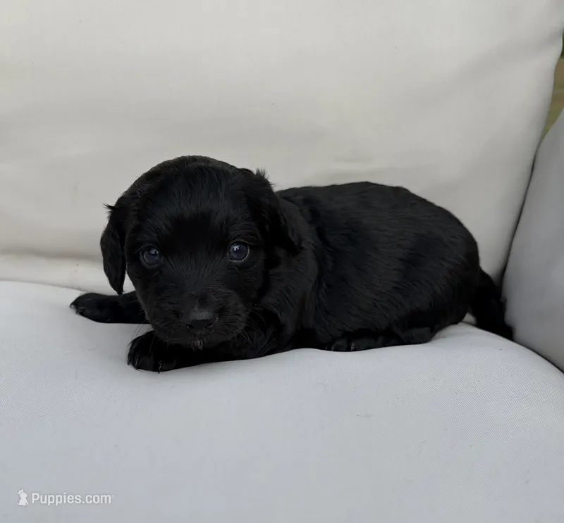 Darla – Doxiepoo puppy for sale in Claremore, OK