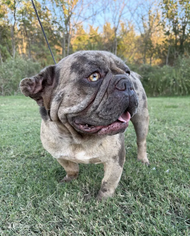 Majestic Jay Jay – French Bulldog puppy for sale in Claremore, OK