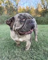 Majestic Jay Jay, a male French Bulldog for sale in Claremore, OK – 1 of 3