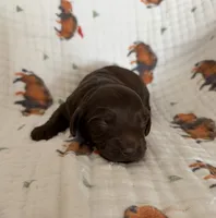 Spanky, a male Doxiepoo for sale in Claremore, OK – 1 of 1