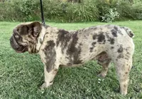 Majestic Jay Jay, a male French Bulldog for sale in Claremore, OK – 2 of 3