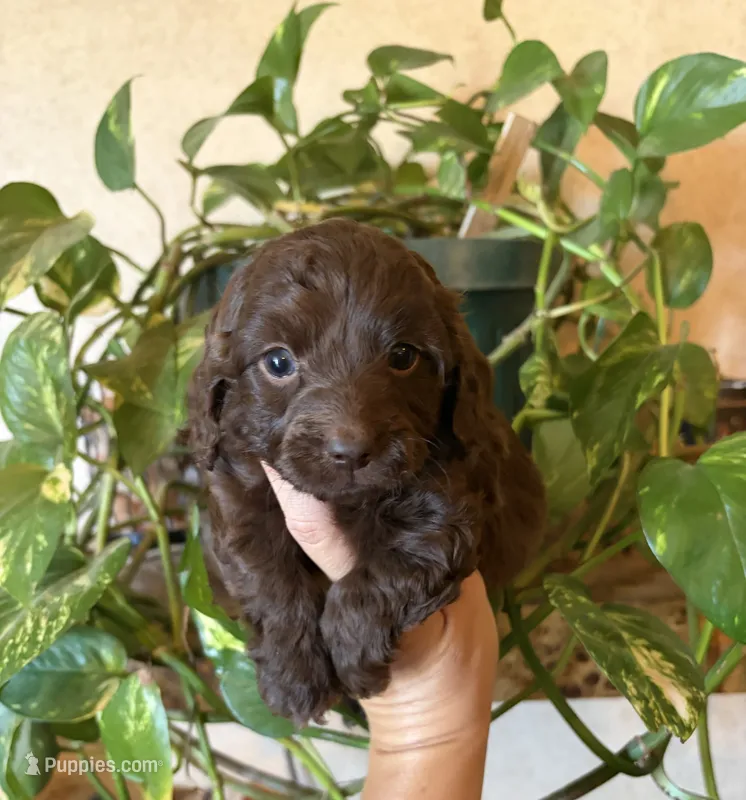 Alfalfa  – Doxiepoo puppy for sale in Claremore, OK