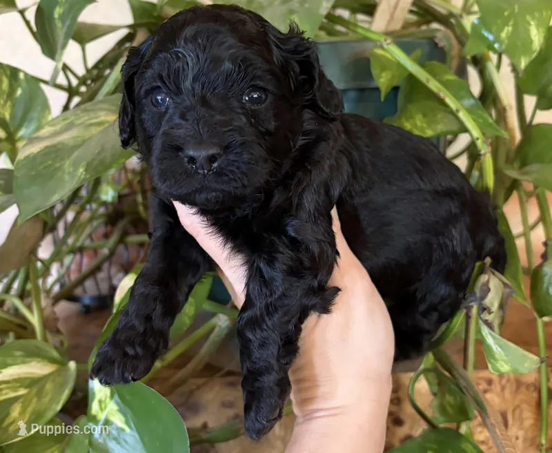 Nathan – Cockapoo puppy for sale in Claremore, OK