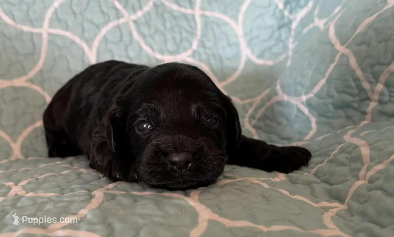 Nathan – Cockapoo puppy for sale in Claremore, OK
