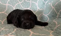 Nathan, a male Cockapoo for sale in Claremore, OK – 3 of 4