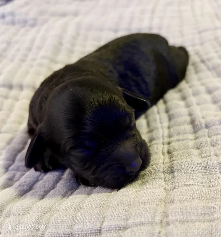 Nathan – Cockapoo puppy for sale in Claremore, OK