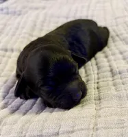 Nathan, a male Cockapoo for sale in Claremore, OK – 4 of 4