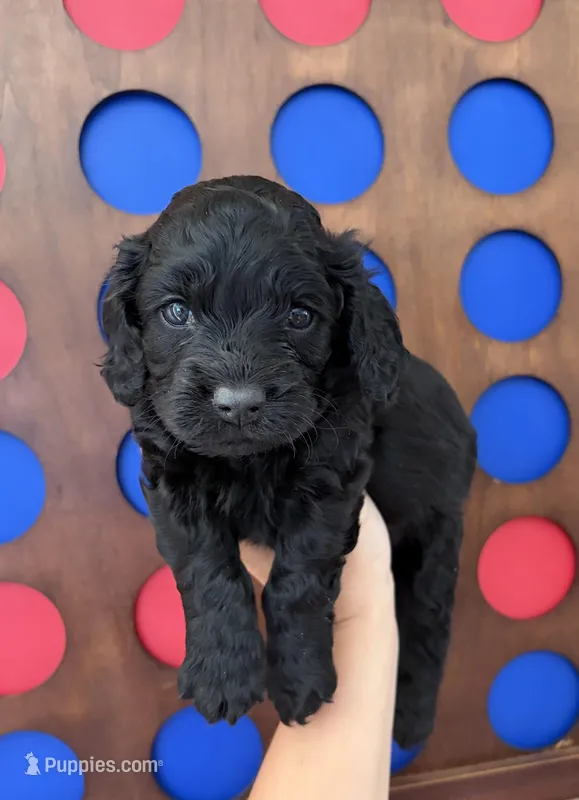 Nathan – Cockapoo puppy on hold in Claremore, OK