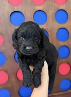 Nathan, a male Cockapoo for sale in Claremore, OK – 1 of 4