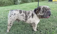 Majestic Jay Jay, a male French Bulldog for sale in Claremore, OK – 3 of 3