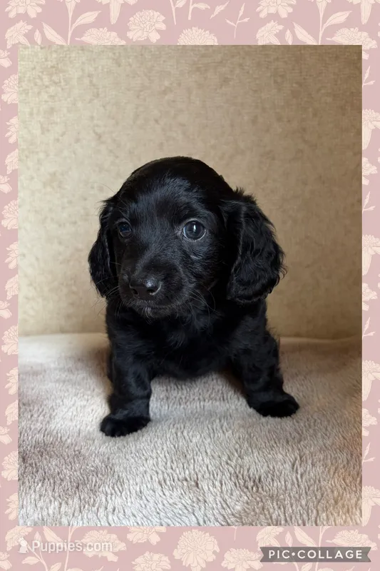 Darla – Doxiepoo puppy for sale in Claremore, OK