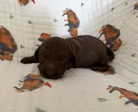 Alfalfa , a male Doxiepoo for sale in Claremore, OK – 1 of 1