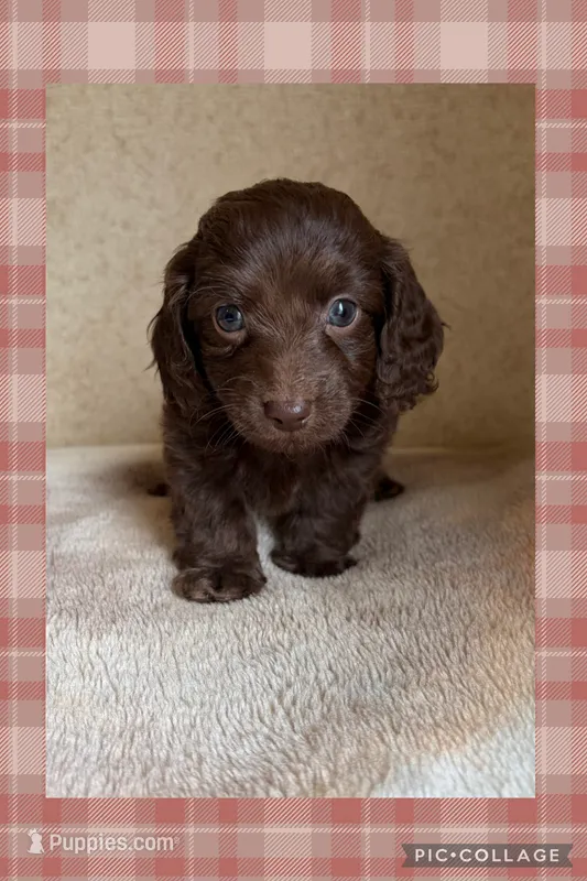 Alfalfa  – Doxiepoo puppy for sale in Claremore, OK