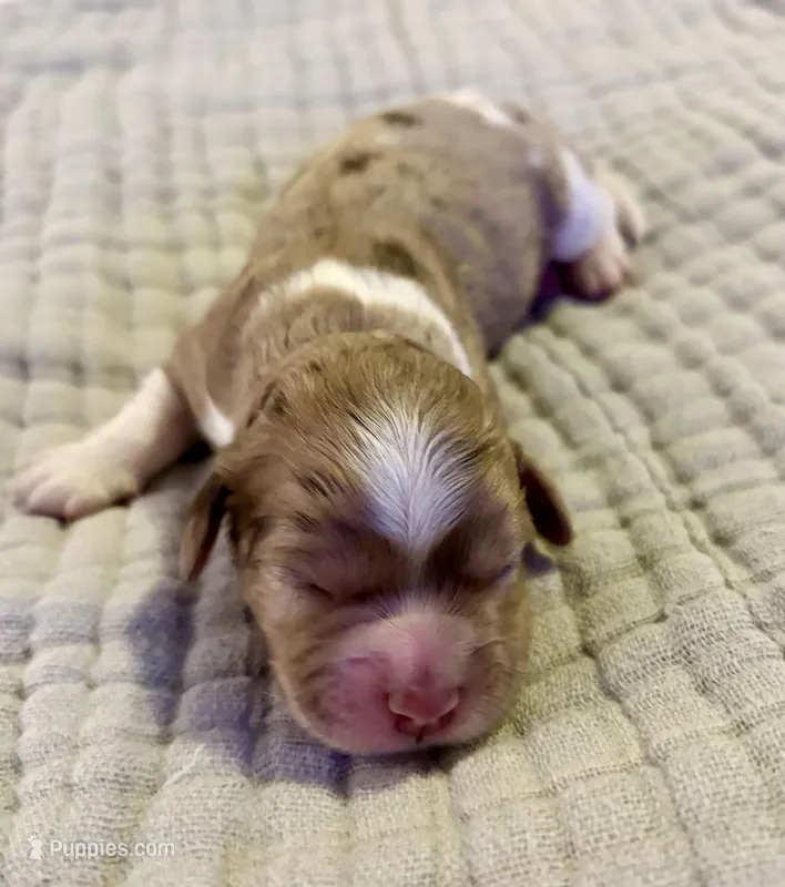 Peyton – Cockapoo puppy on hold in Claremore, OK