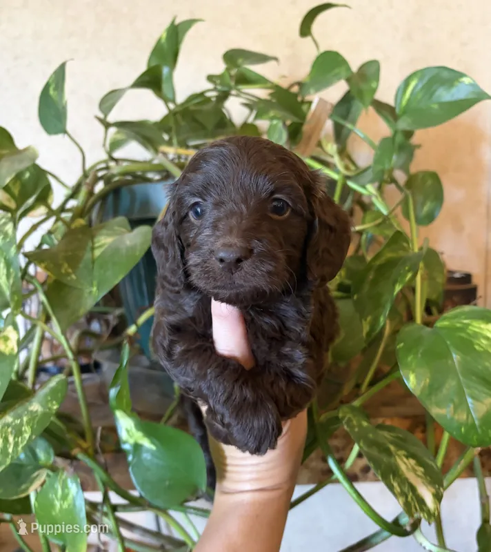 Spanky – Doxiepoo puppy for sale in Claremore, OK