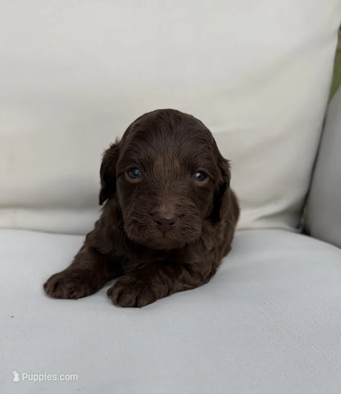 Alfalfa  – Doxiepoo puppy for sale in Claremore, OK