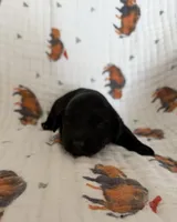 Darla, a male Doxiepoo for sale in Claremore, OK – 1 of 1