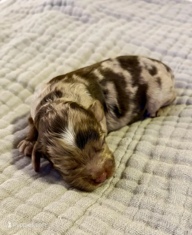 Lucas – Cockapoo puppy for sale in Claremore, OK