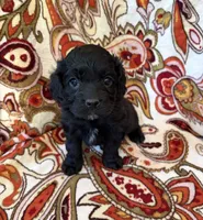 Haley, a female Cockapoo for sale in Claremore, OK – 2 of 6