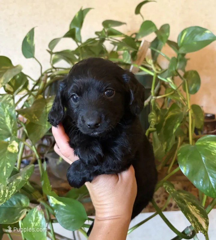 Darla – Doxiepoo puppy for sale in Claremore, OK