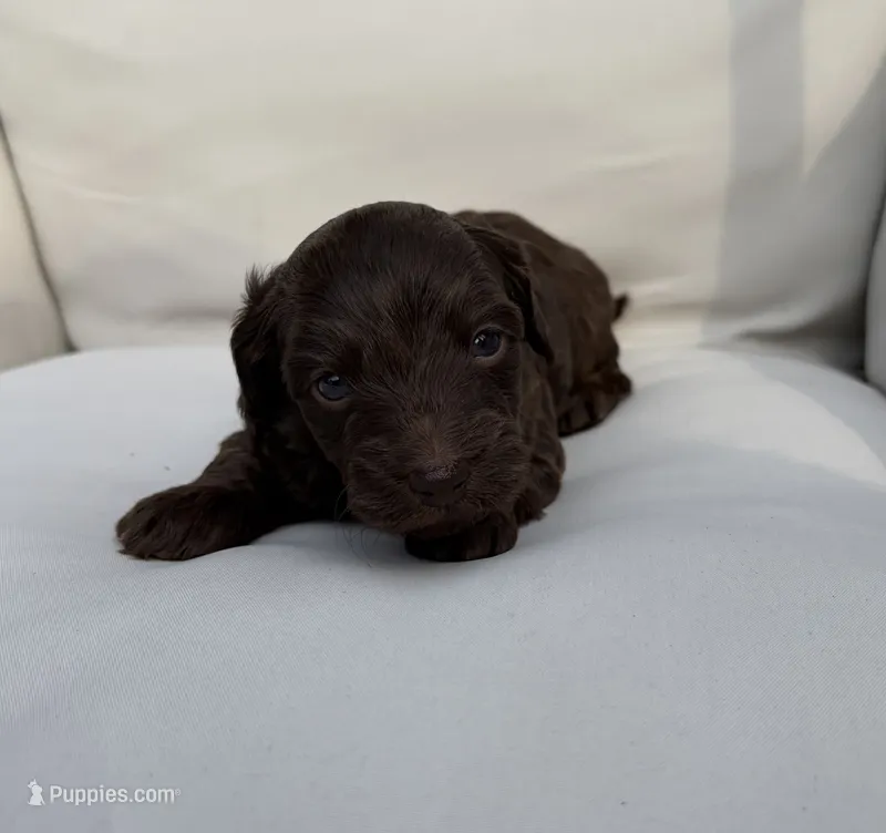 Spanky – Doxiepoo puppy for sale in Claremore, OK