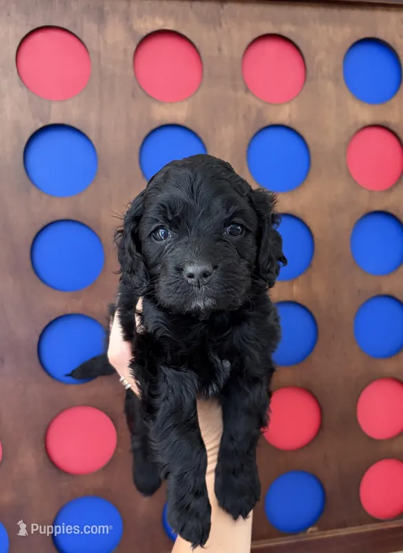 Haley – Cockapoo puppy for sale in Claremore, OK