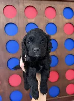 Haley, a female Cockapoo for sale in Claremore, OK – 3 of 6
