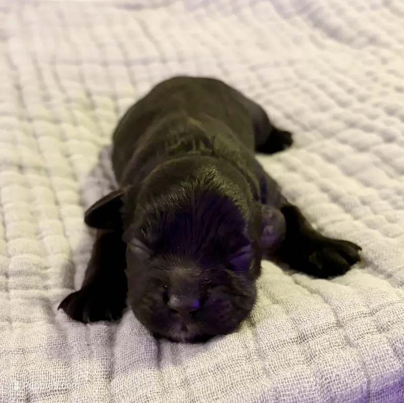 Haley – Cockapoo puppy for sale in Claremore, OK