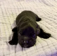 Haley, a female Cockapoo for sale in Claremore, OK – 6 of 6