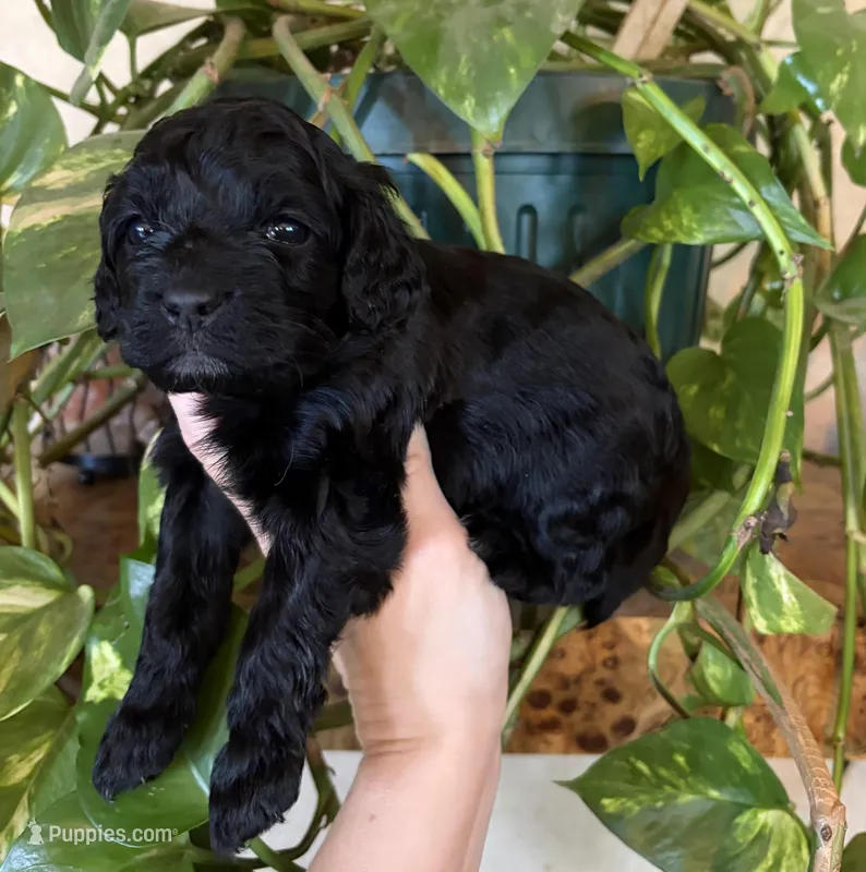 Haley – Cockapoo puppy for sale in Claremore, OK