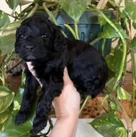 Haley, a female Cockapoo for sale in Claremore, OK – 4 of 6