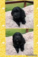 Haley, a female Cockapoo for sale in Claremore, OK – 1 of 6