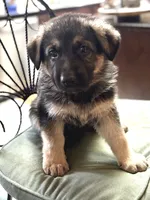 Trooper, a male German Shepherd Dog for sale in Denver, CO – 2 of 2