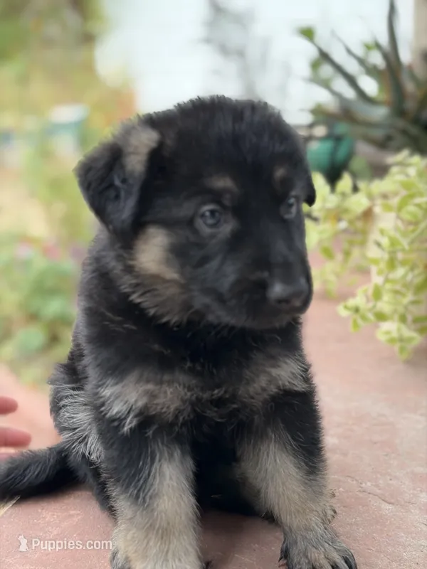 Poppy – German Shepherd Dog puppy for sale in Denver, CO